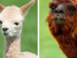 what_is_the_difference_between_a_llama_and_alpaca_3401_600_square